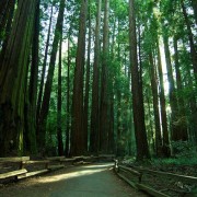 MuirWoods